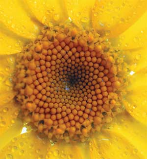 polen.jpg