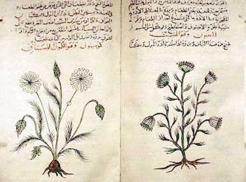 Versión arábigo del libro de MaTeria Médica, Museo Británico, Londres.