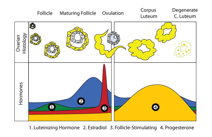 Ciclo menstrual y sus etapas