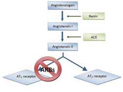 Sistema Renina-Angiotensina: Efecto de ARB