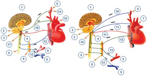 Inervación cardiaca: Seno Carotideo (6) y barorreceptores (14)
