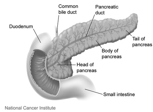 Páncreas: morfologia normal