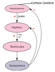 Eje hipotálamo-hipofisario-testicular (C.commons v.7)