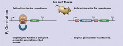 El ratón como base de  modelos de cáncer humano:  Una valiosa herramienta en la  investigación oncológica